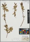 Foto von Salix alba L. x Salix pentandra L.